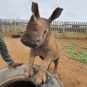 helping-rhinos