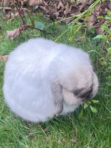 mini-ding-charity-excellence-bunny