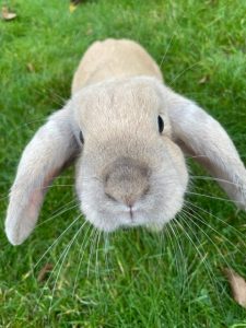 mini-me-charity-excellence-bunny