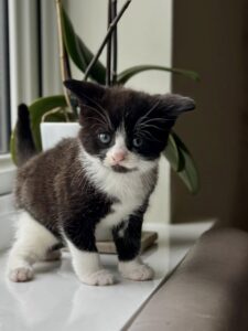yorkshire-cat-rescue-kitten