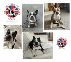 uk-boston-terrier-rescue